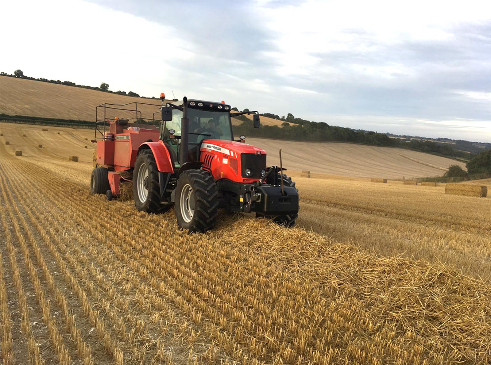 Cattle grazing at Folds Farm